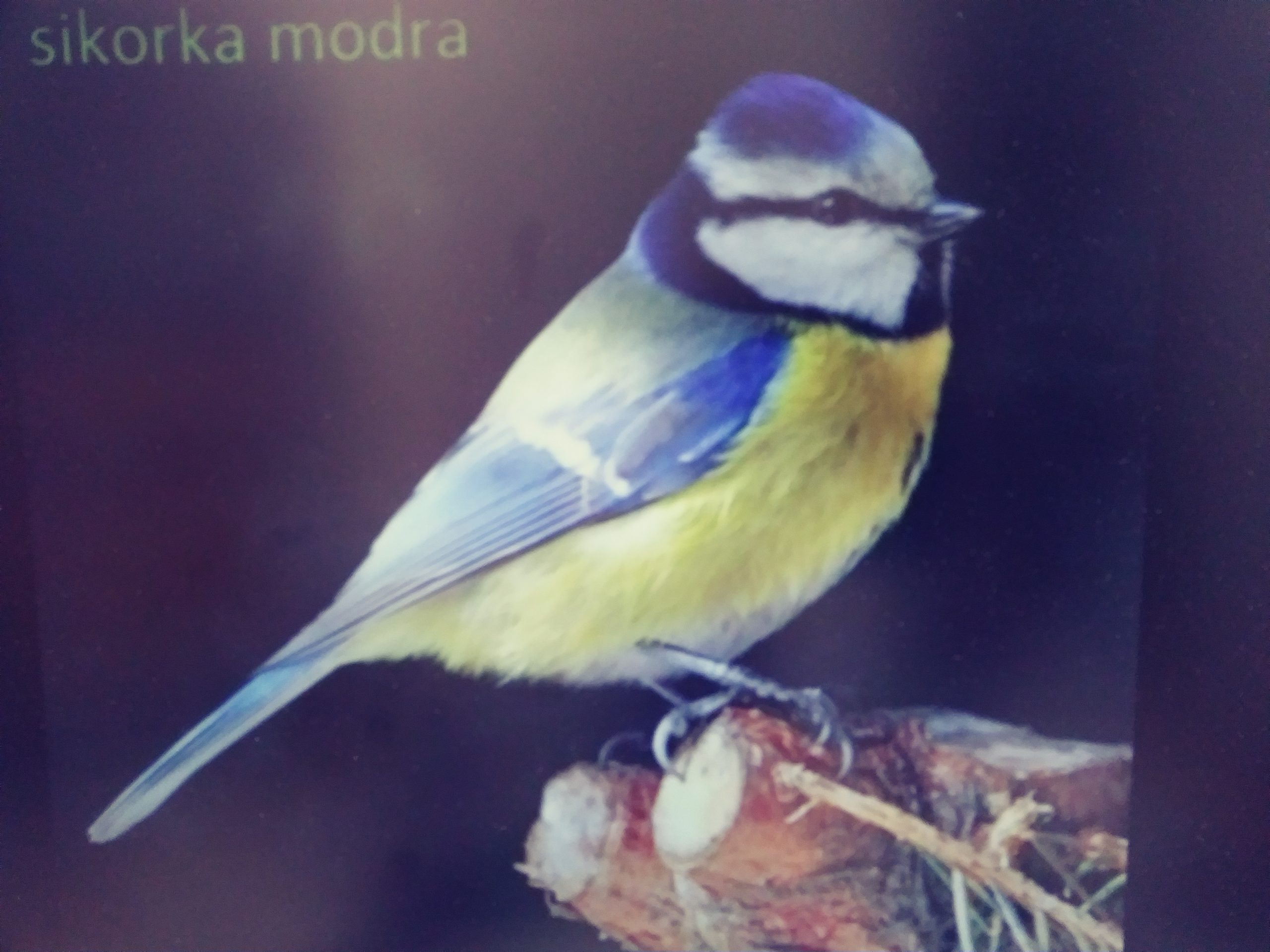 ZIMA – TRUDNY CZAS DLA ZWIERZĄT