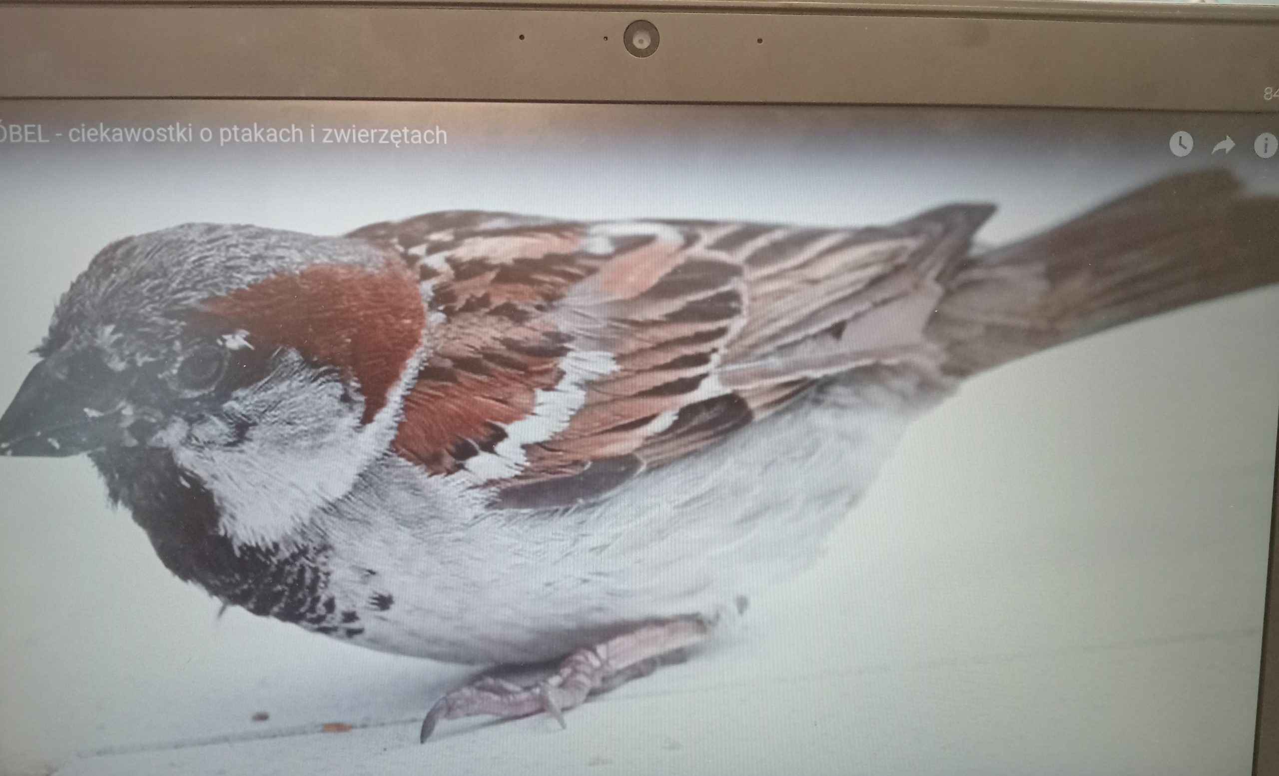 Międzynarodowy Dzień Wróbla