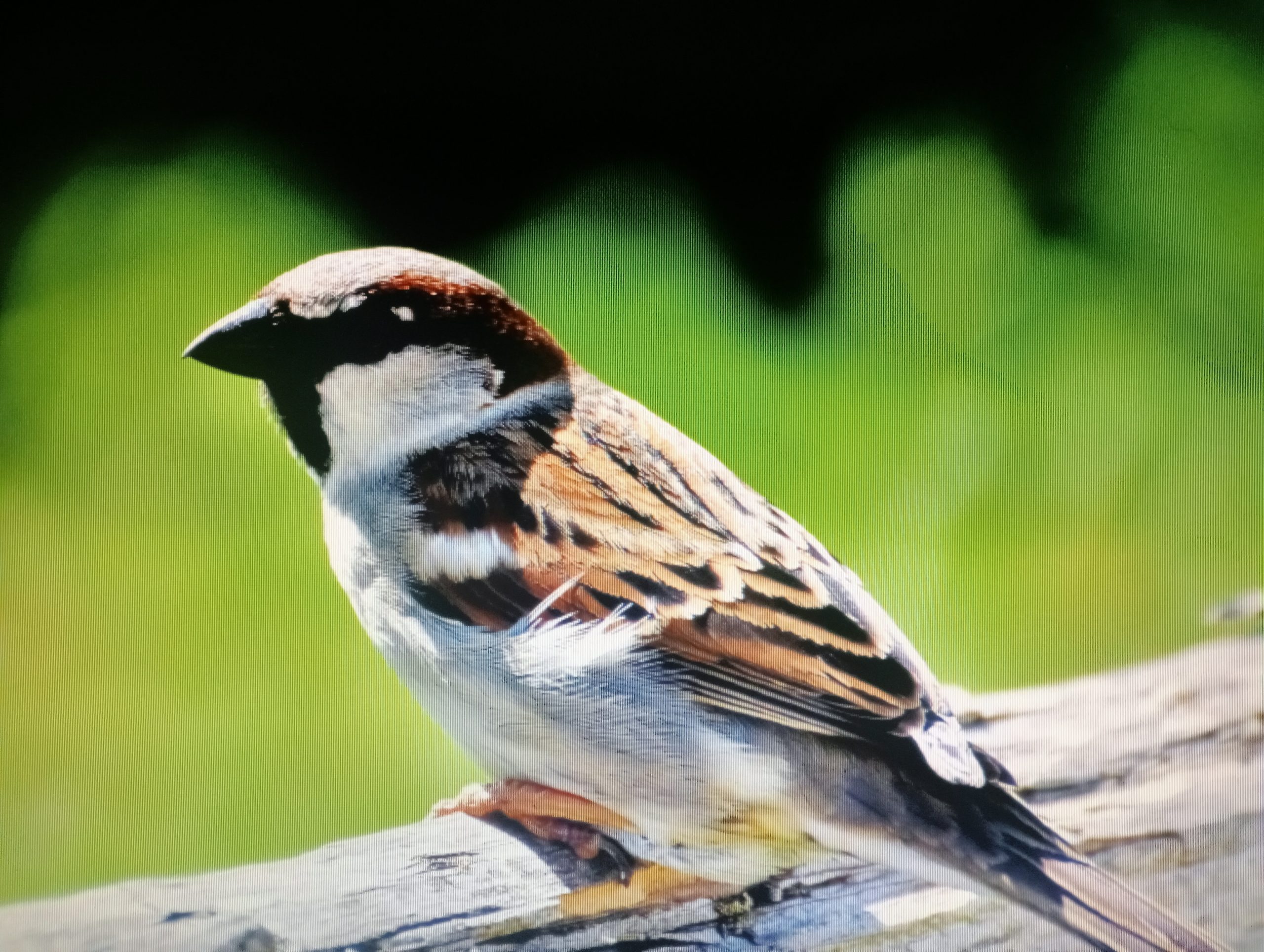 Wpis bez tytułu 6137