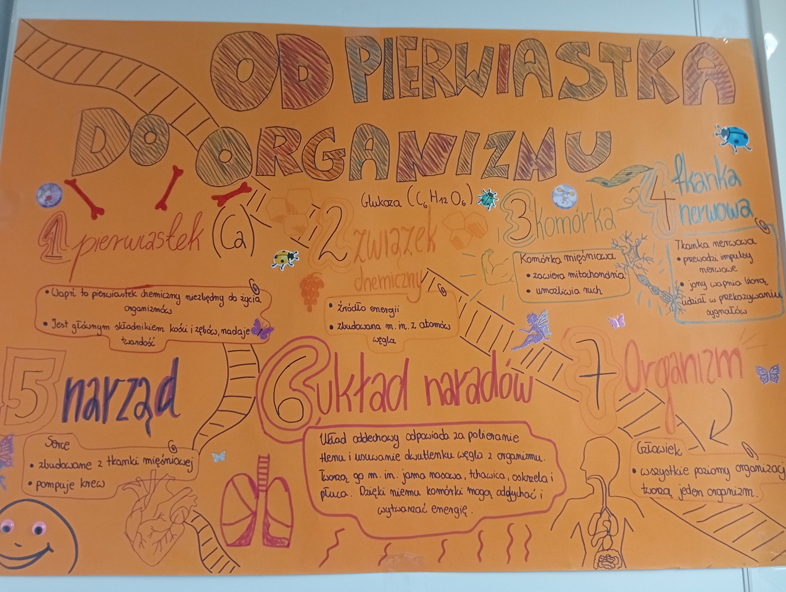 „Od pierwiastka do organizmu”